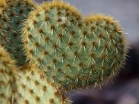 Herzförmiger Kaktusteil